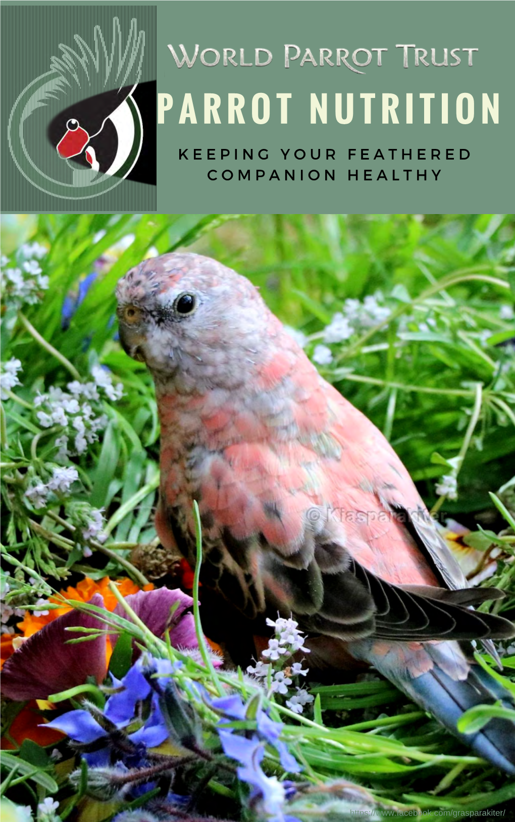 Parrot Nutrition Guide US