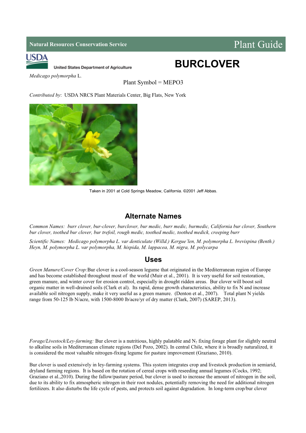 Bur Clover (Medicago Polymorpha)