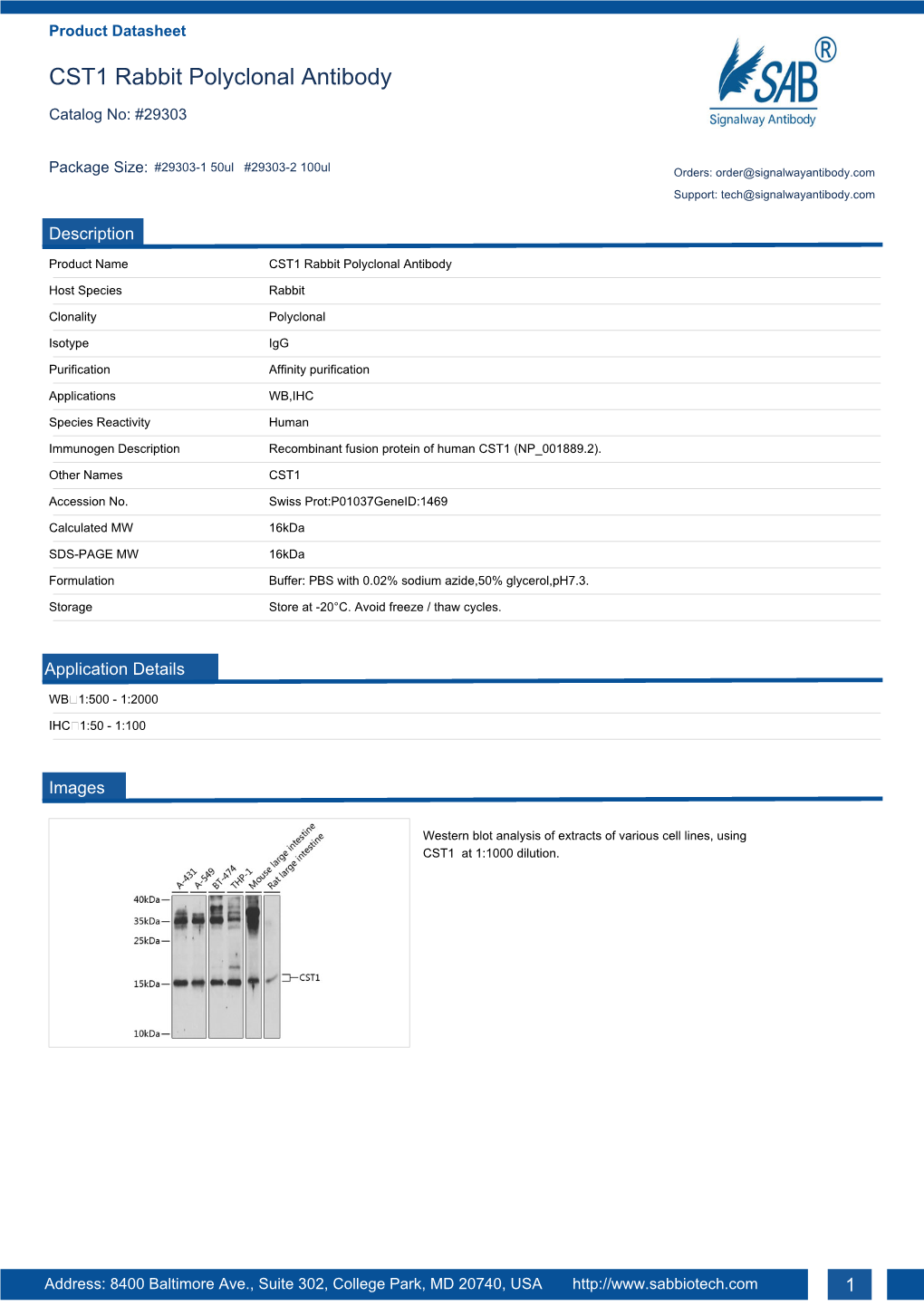 CST1 Rabbit Polyclonal Antibody