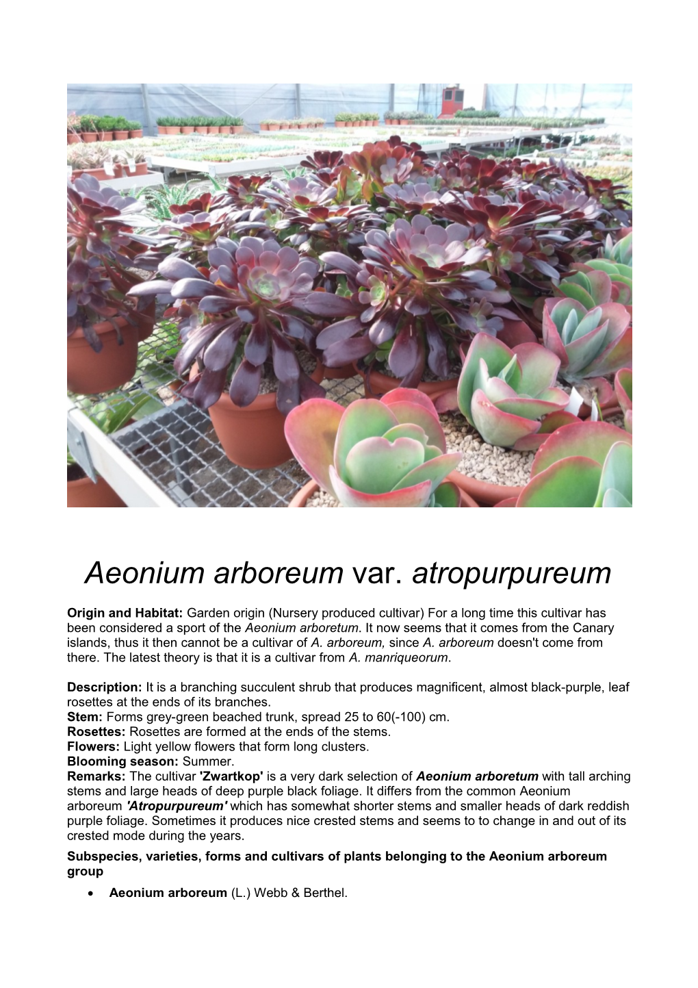 Aeonium Arboreum Var. Atropurpureum