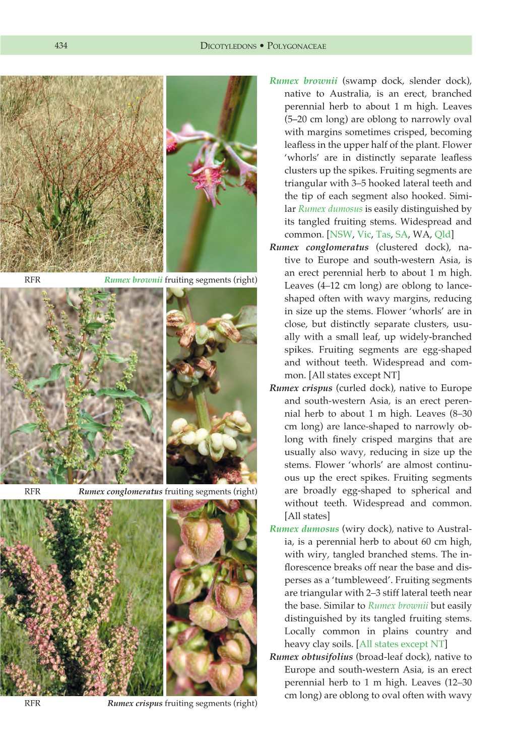 Rumex Brownii (Swamp Dock, Slender Dock), Native to Australia, Is an Erect, Branched Perennial Herb to About 1 M High