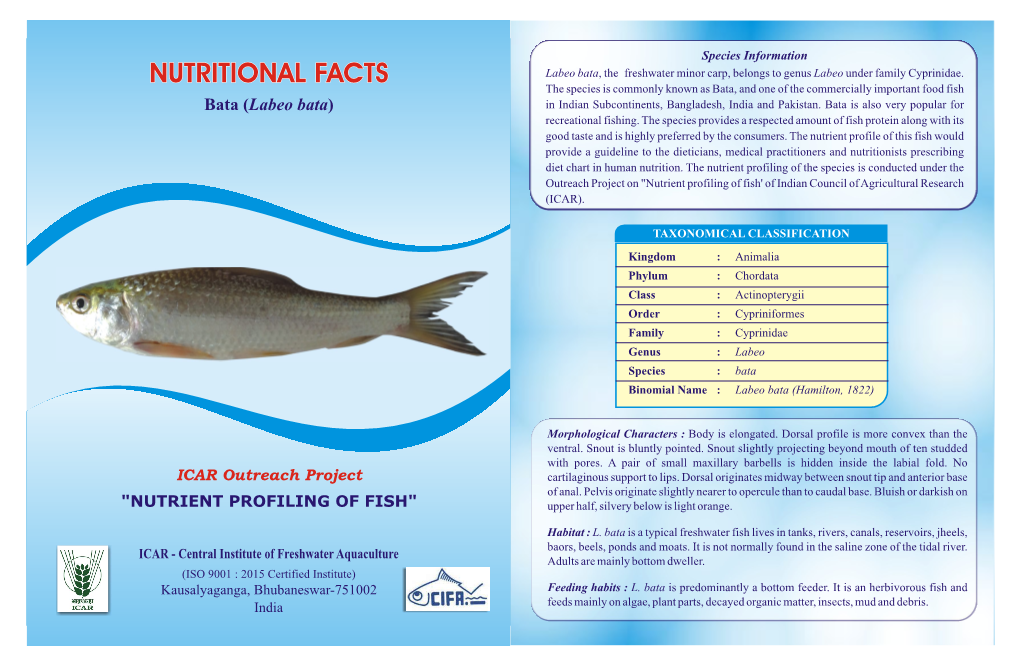 Labeo Bata, the Freshwater Minor Carp, Belongs to Genus Labeo Under Family Cyprinidae