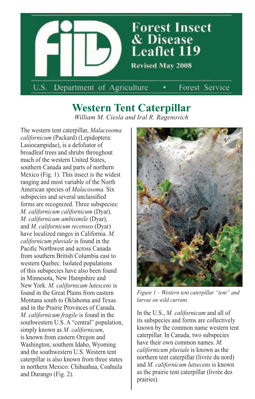 Western Tent Caterpillar William M