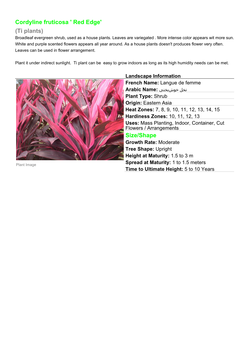 Cordyline Fruticosa ' Red Edge' (Ti Plants) Size/Shape