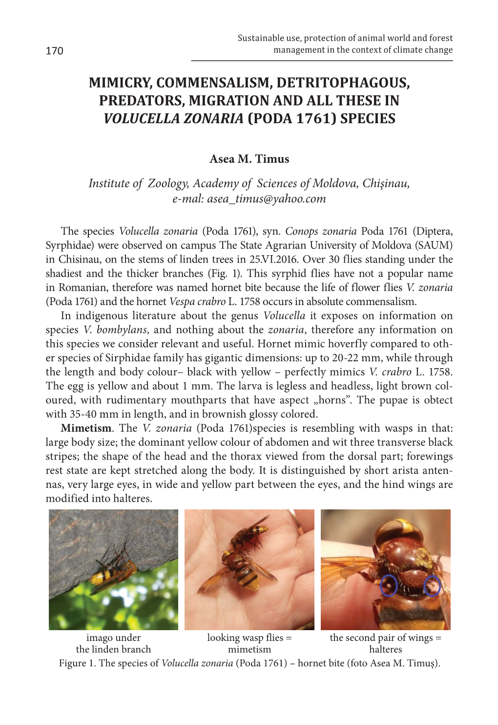 Mimicry, Commensalism, Detritophagous, Predators, Migration and All These in Volucella Zonaria (Poda 1761) Species