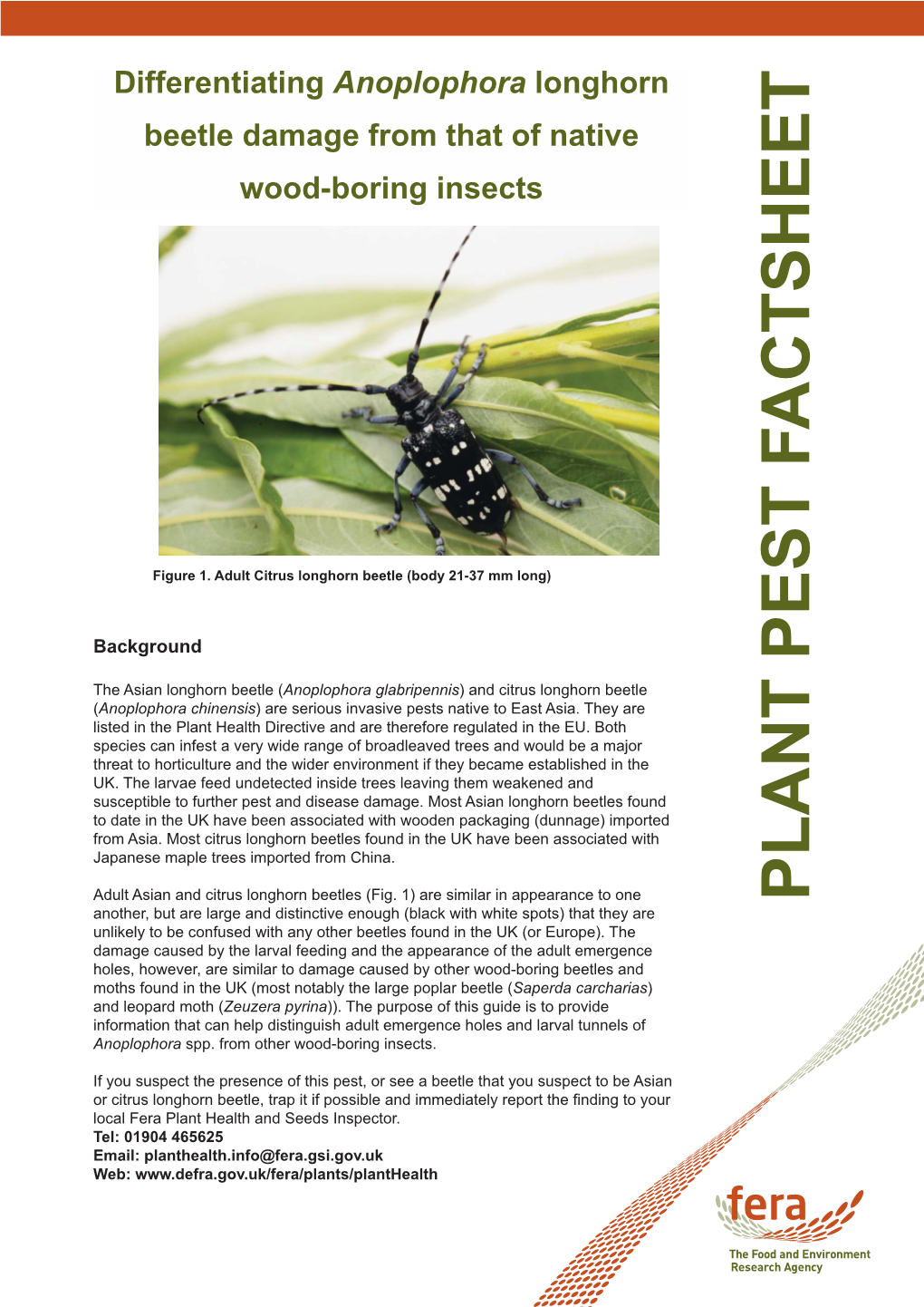 Anpplophora Longhorn Beetle V2:Layout 1.Qxd