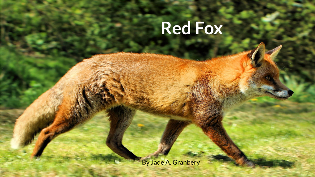 The Red Fox by Jade