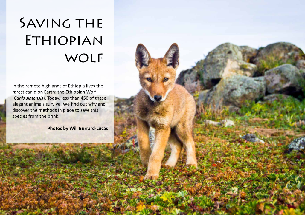 Saving the Ethiopian Wolf