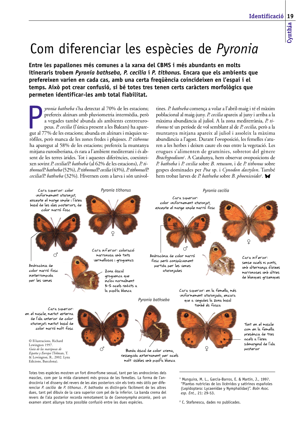 Com Diferenciar Les Espècies De Pyronia Entre Les Papallones Més Comunes a La Xarxa Del CBMS I Més Abundants En Molts Itineraris Trobem Pyronia Bathseba, P