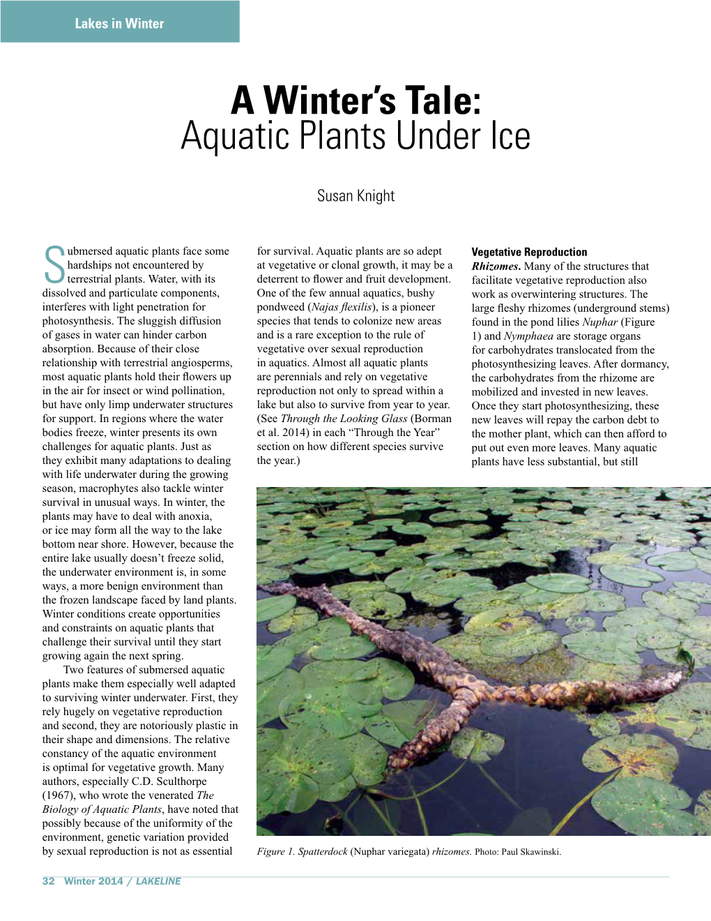 A Winter's Tale: Aquatic Plants Under