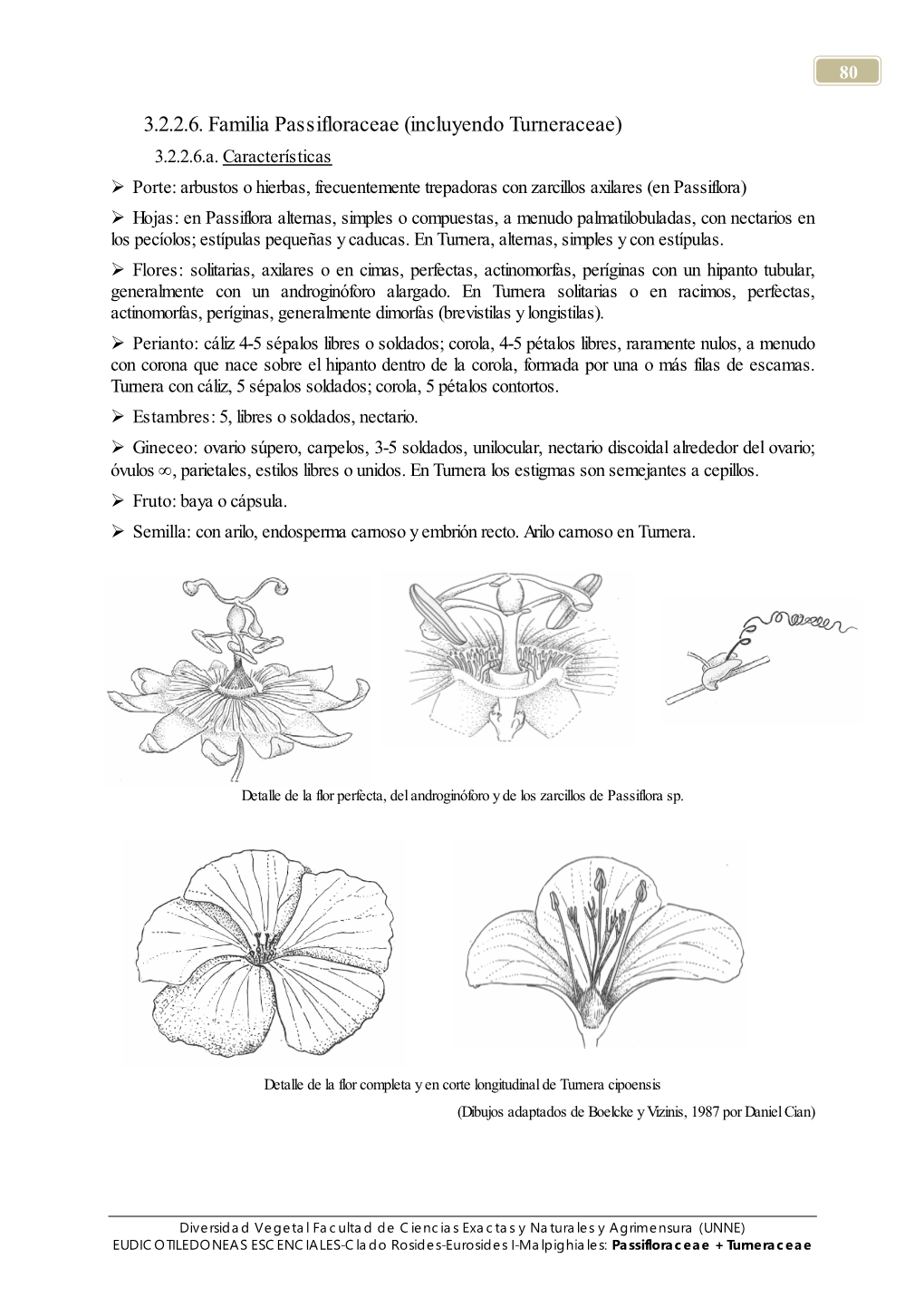 3.2.2.6. Familia Passifloraceae (Incluyendo Turneraceae) 3.2.2.6.A