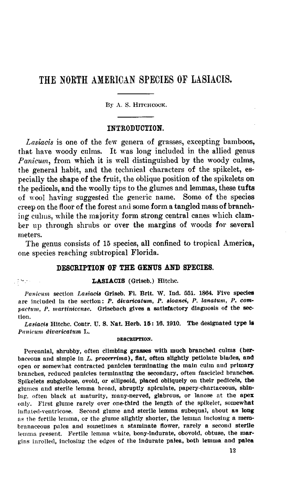 The North American Species of Lasiacis