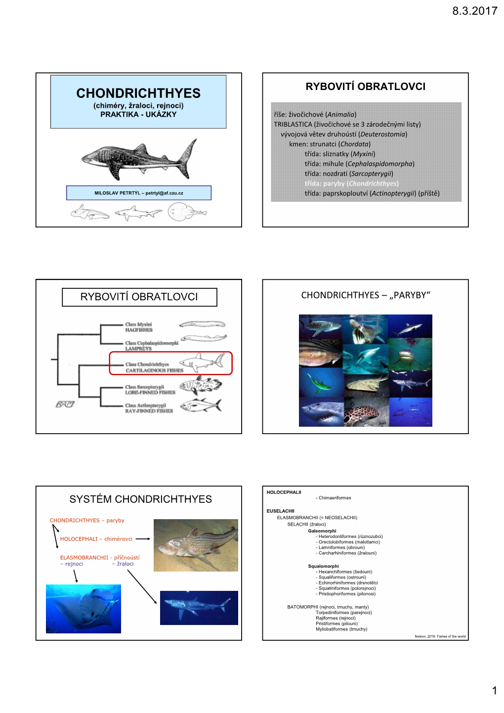 Chondrichthyes