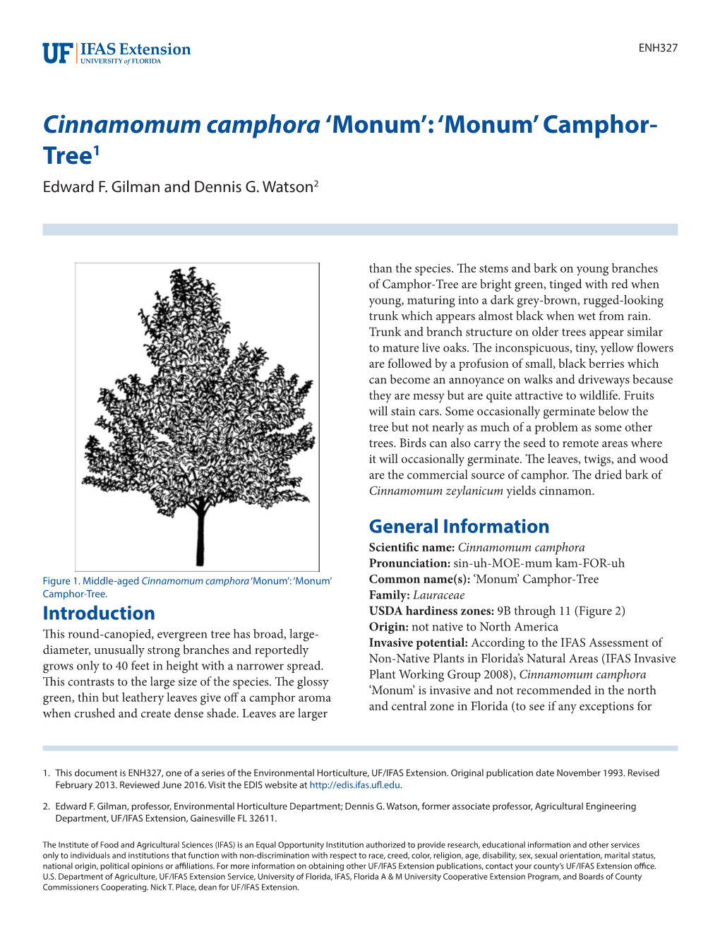 Cinnamomum Camphora ‘Monum’: ‘Monum’ Camphor- Tree1 Edward F