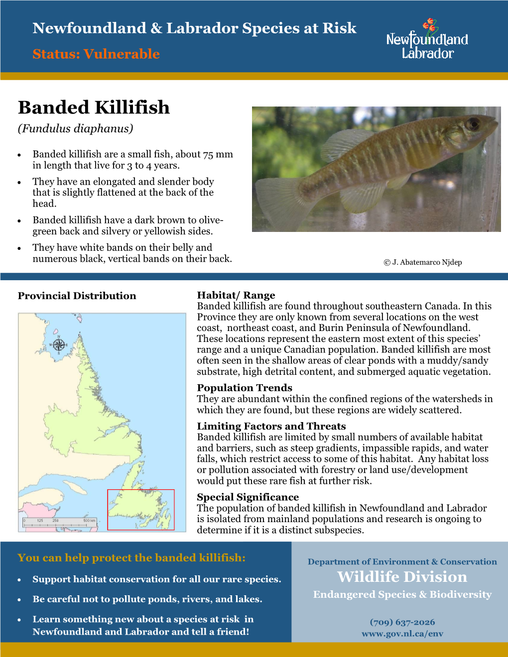 Banded Killifish (Fundulus Diaphanus)