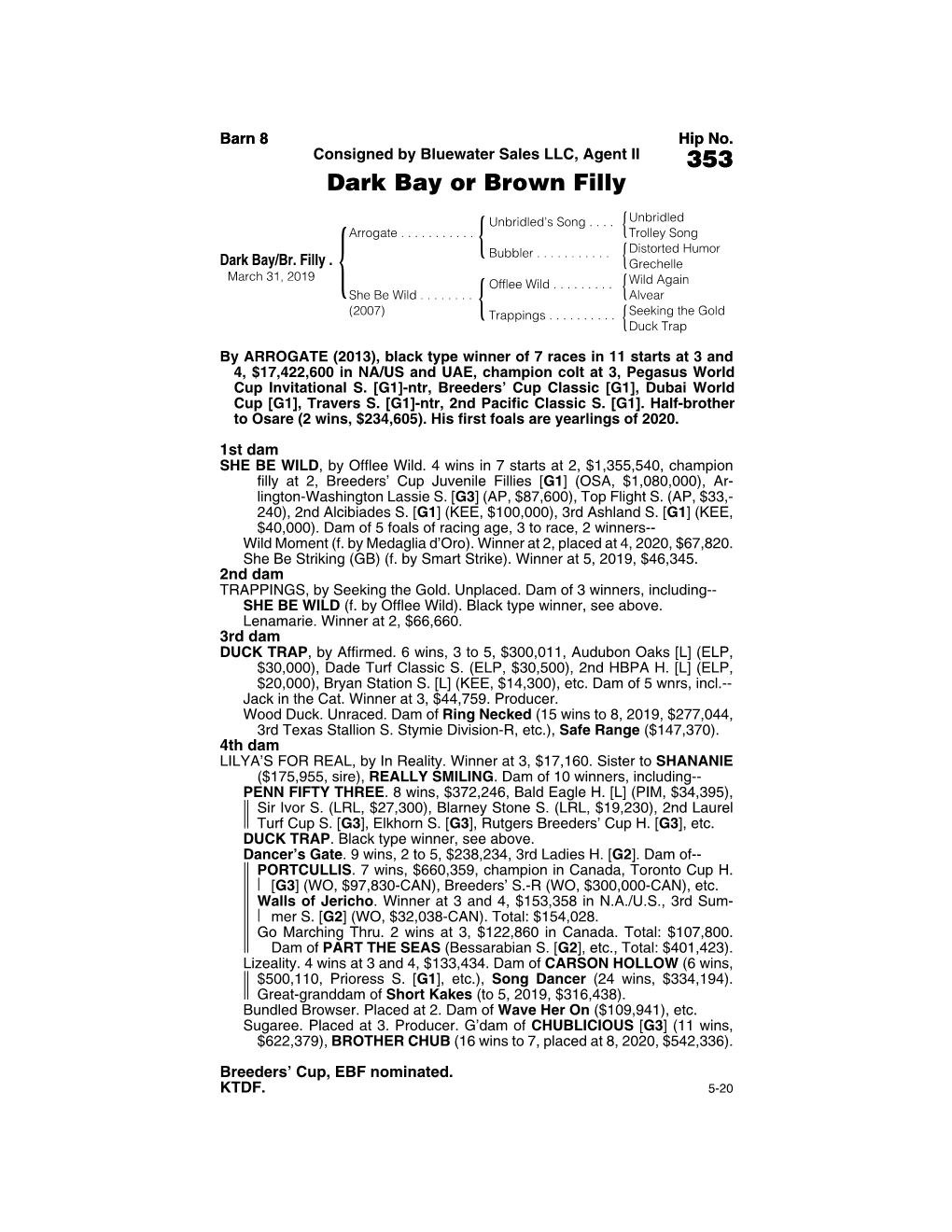 353 Dark Bay Or Brown Filly