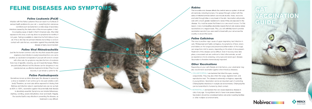 Cat Vaccination Guide