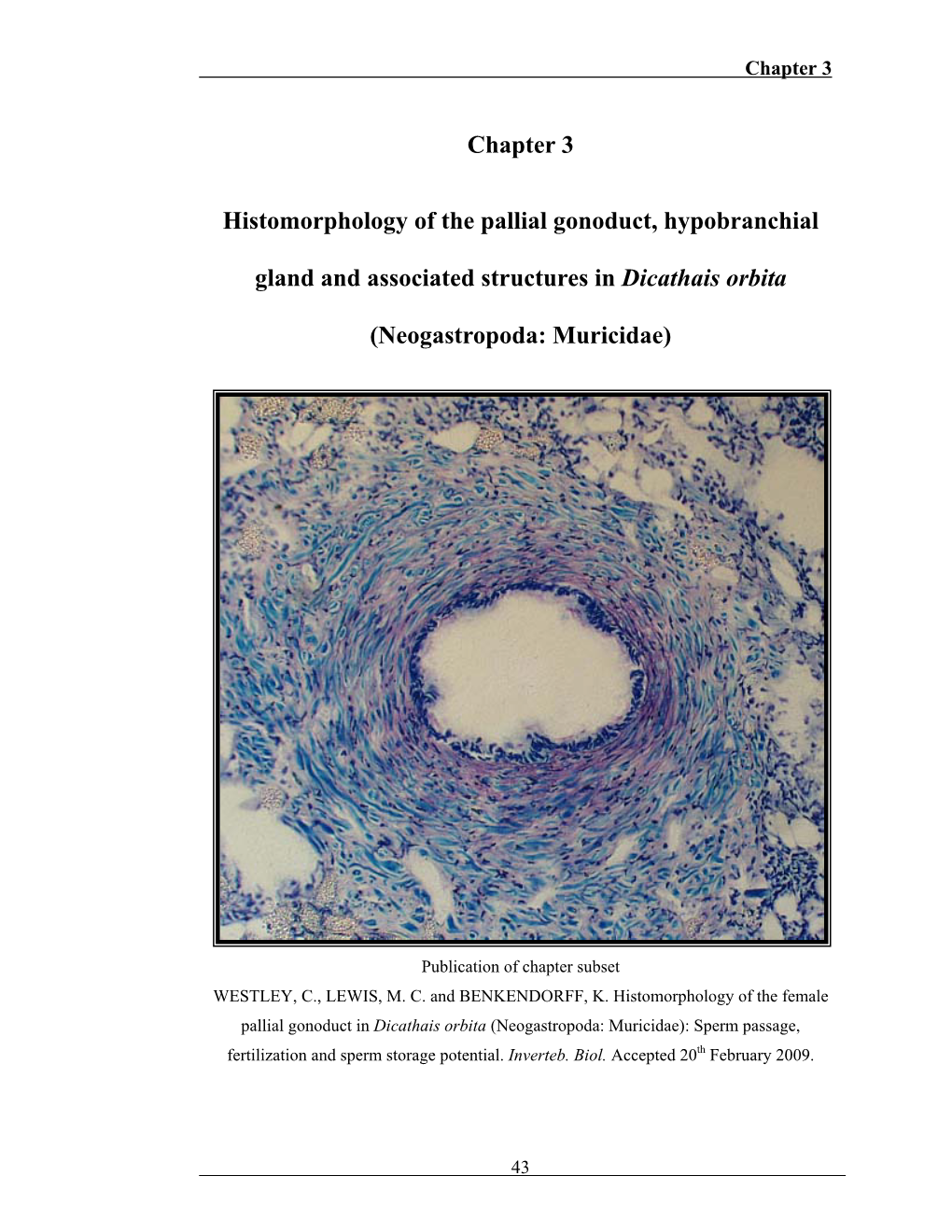 Gross Morphology and Histology of the Hypobranchial Gland And