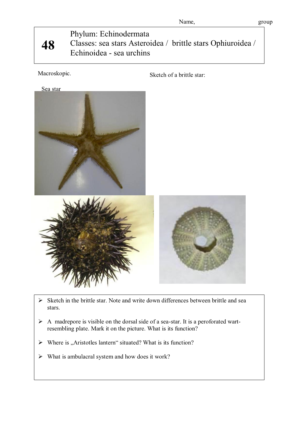 Phylum: Echinodermata Classes: Sea Stars Asteroidea / Brittle Stars Ophiuroidea / Echinoidea