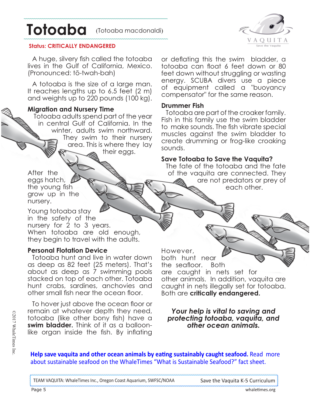 Totoaba Fact Sheet