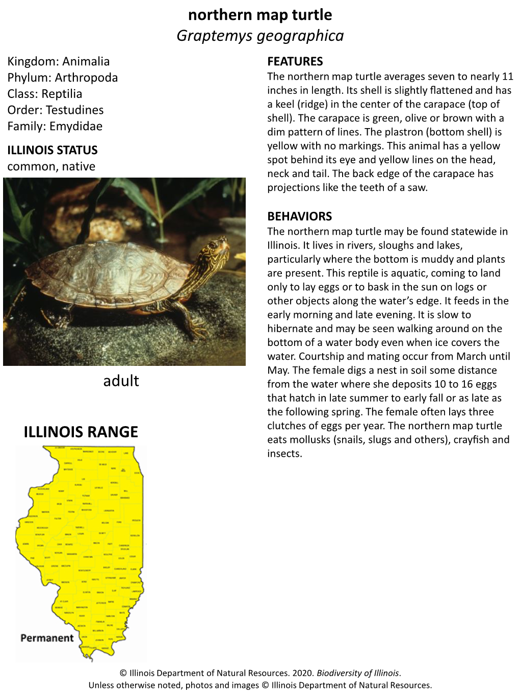 Northern Map Turtle Graptemys Geographica Adult ILLINOIS RANGE