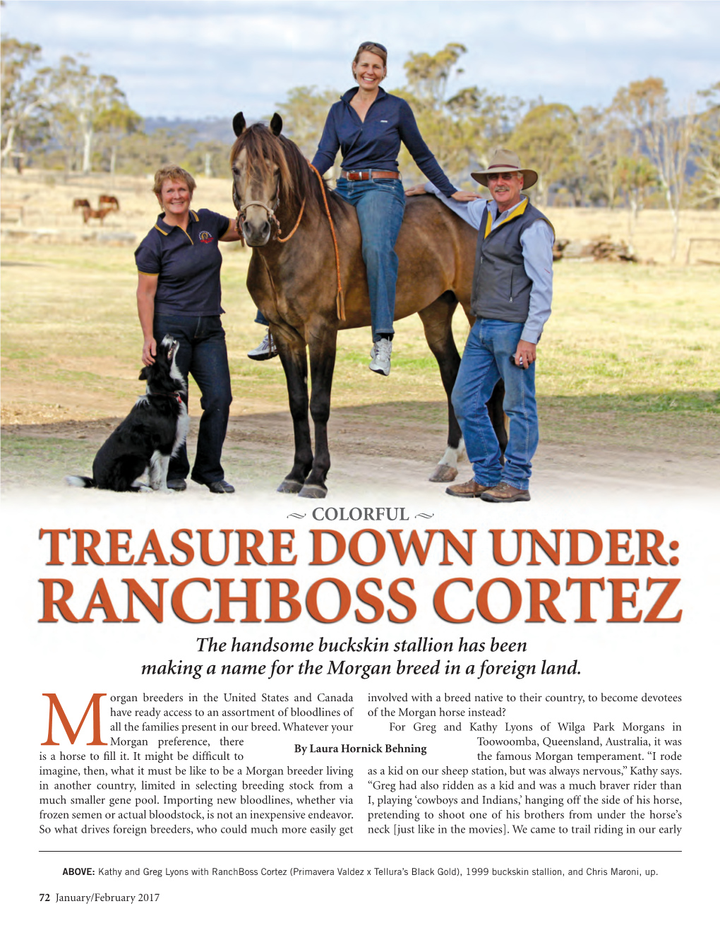 The Handsome Buckskin Stallion Has Been Making a Name for the Morgan Breed in a Foreign Land