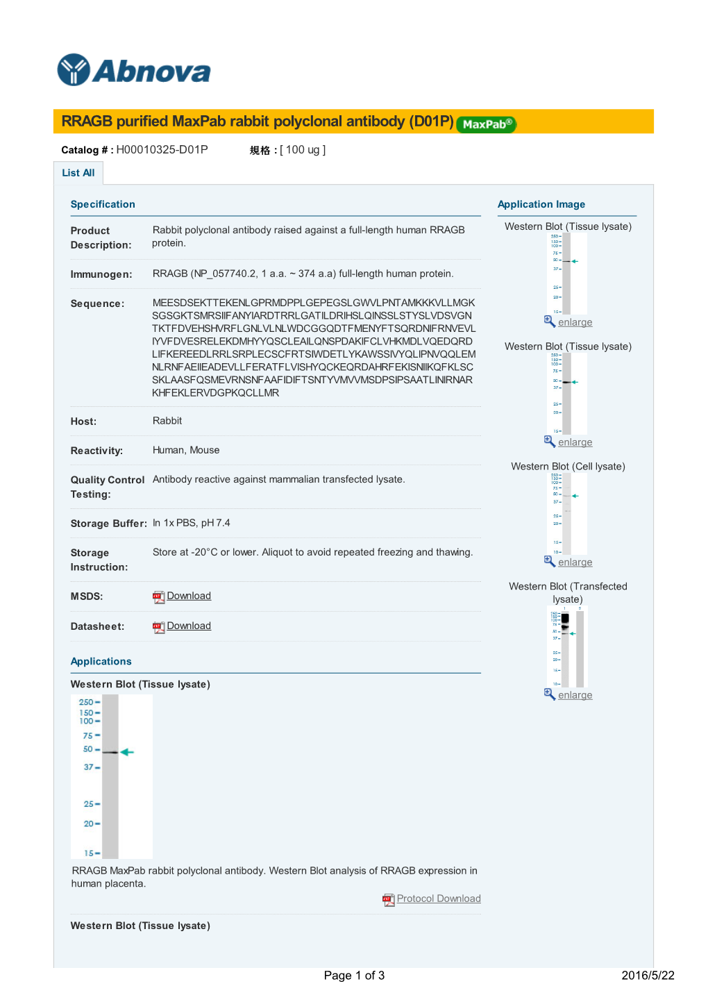 RRAGB Purified Maxpab Rabbit Polyclonal Antibody (D01P)