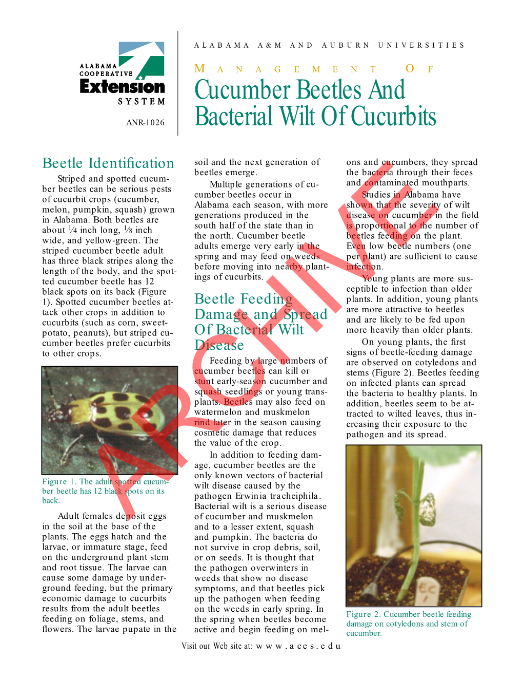 Cucumber Beetles and Bacterial Wilt of Cucurbits