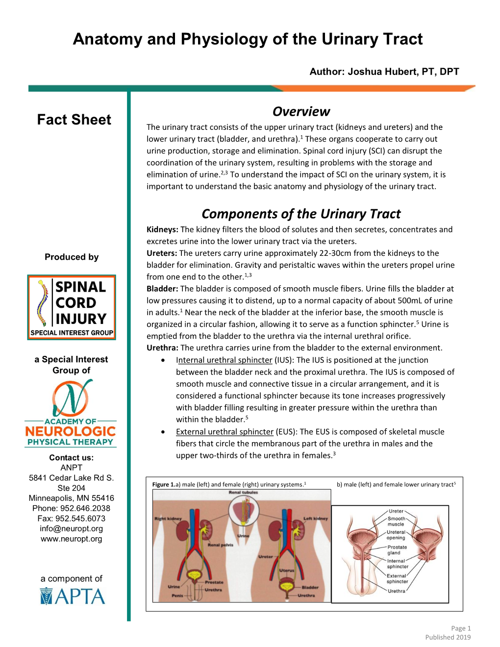 Anatomy and Physiology of the Urinary Tract