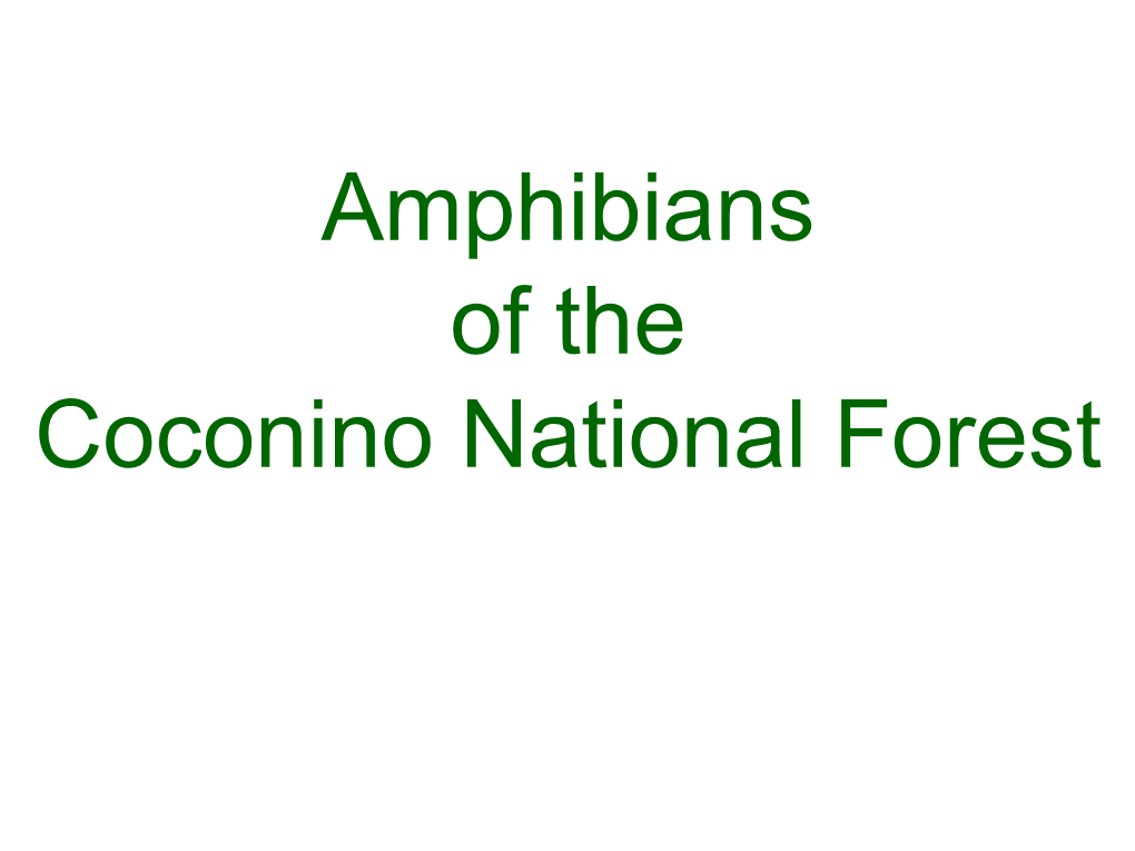 Amphibians of the Coconino National Forest