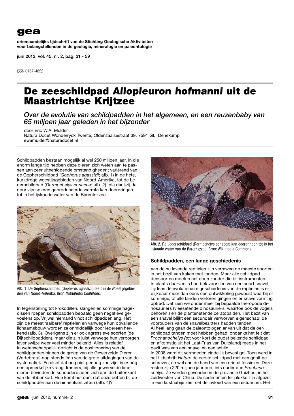 De Zeeschildpad Allopleuron Hofmanni Uit De Maastrichtse Krijtzee