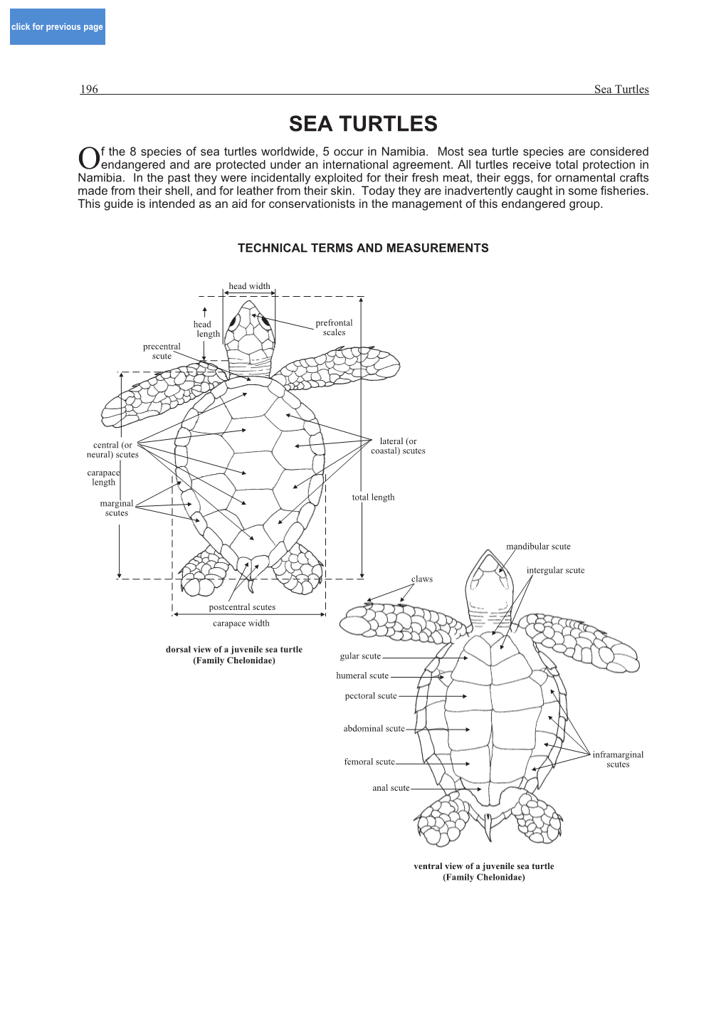 Of the 8 Species of Sea Turtles Worldwide, 5 Occur in Namibia