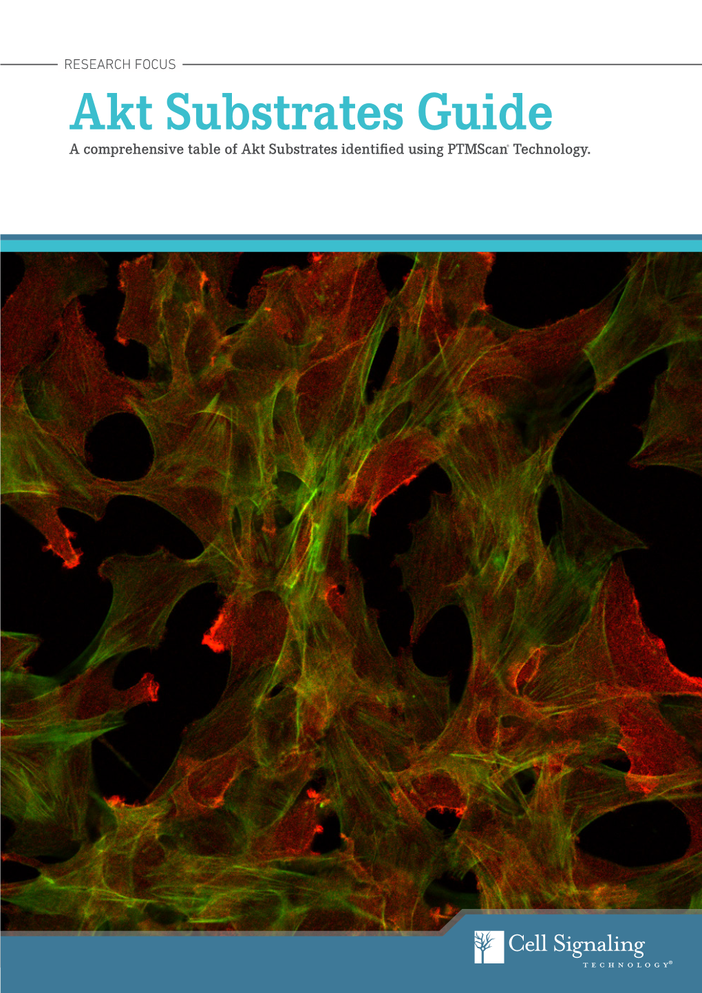 Akt Substrates Guide a Comprehensive Table of Akt Substrates Identiﬁ Ed Using Ptmscan® Technology