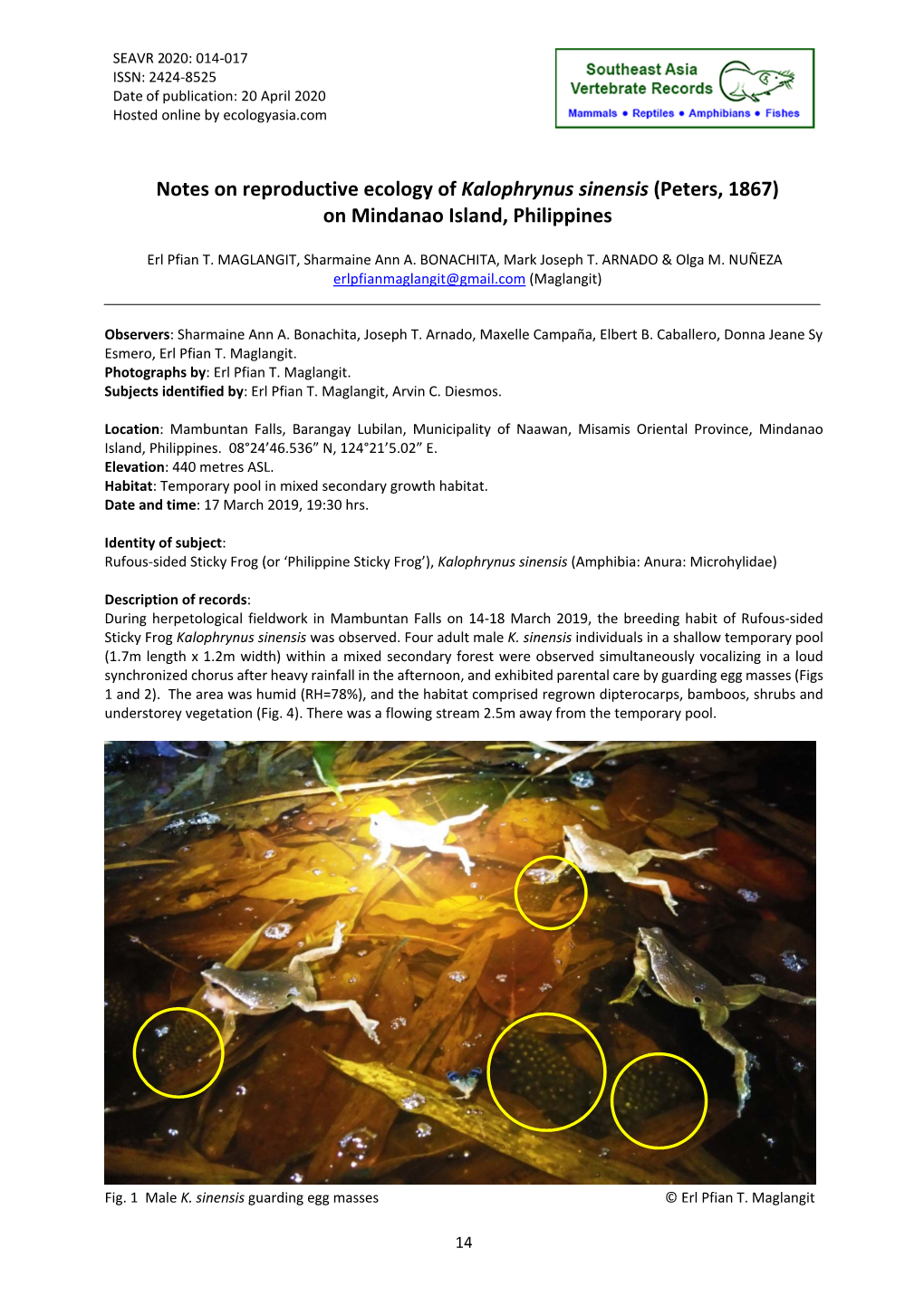 Notes on Reproductive Ecology of Kalophrynus Sinensis (Peters, 1867) on Mindanao Island, Philippines