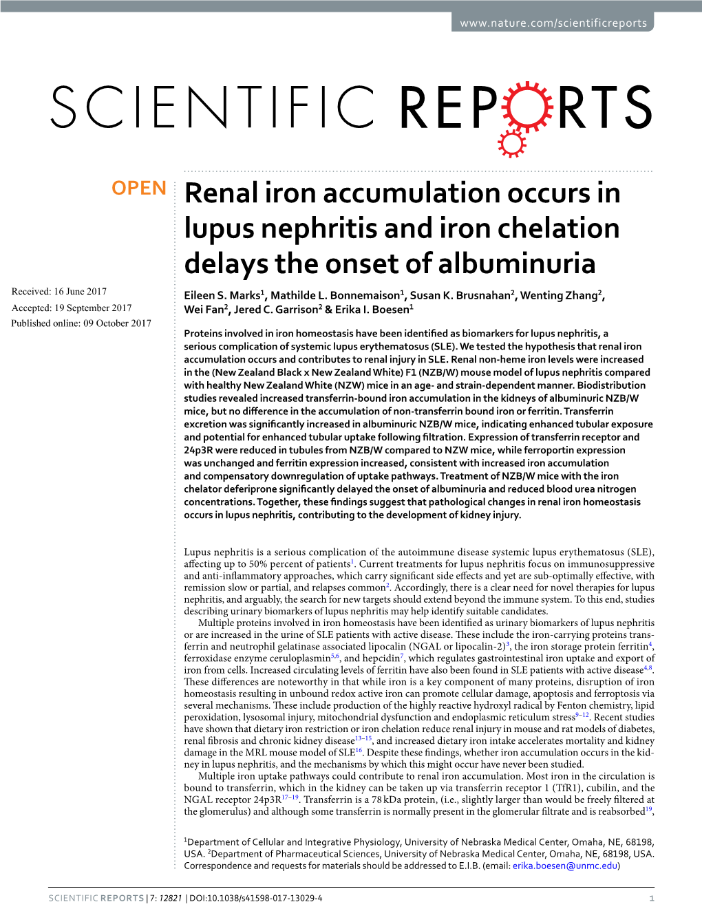 Renal Iron Accumulation Occurs in Lupus Nephritis and Iron Chelation Delays the Onset of Albuminuria Received: 16 June 2017 Eileen S