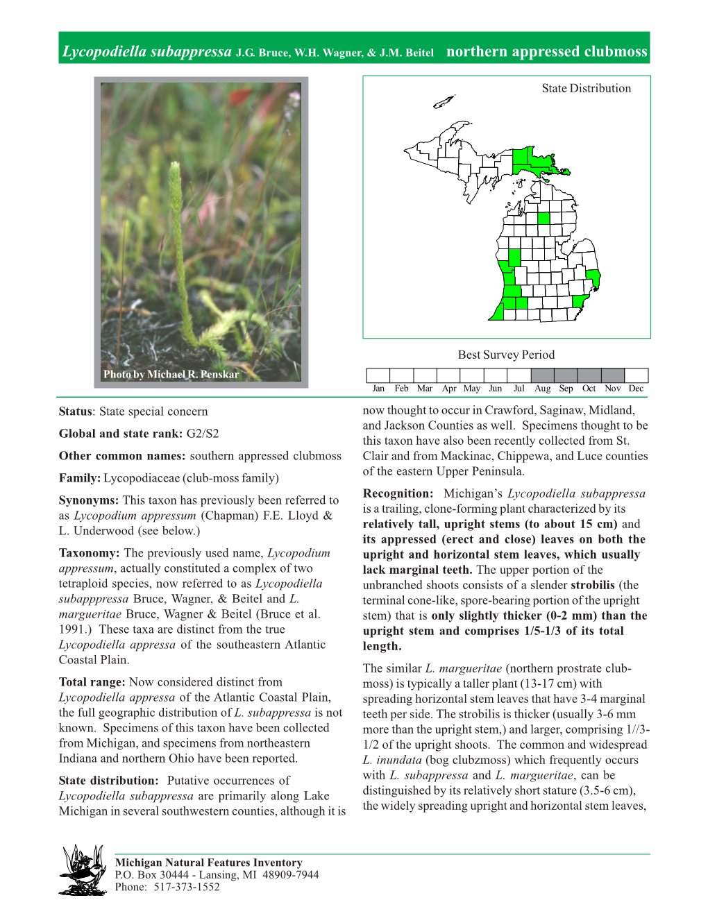 Lycopodiella Subappressa JG Bruce, WH Wagner, & JM Beitel Northern Appressed Clubmoss