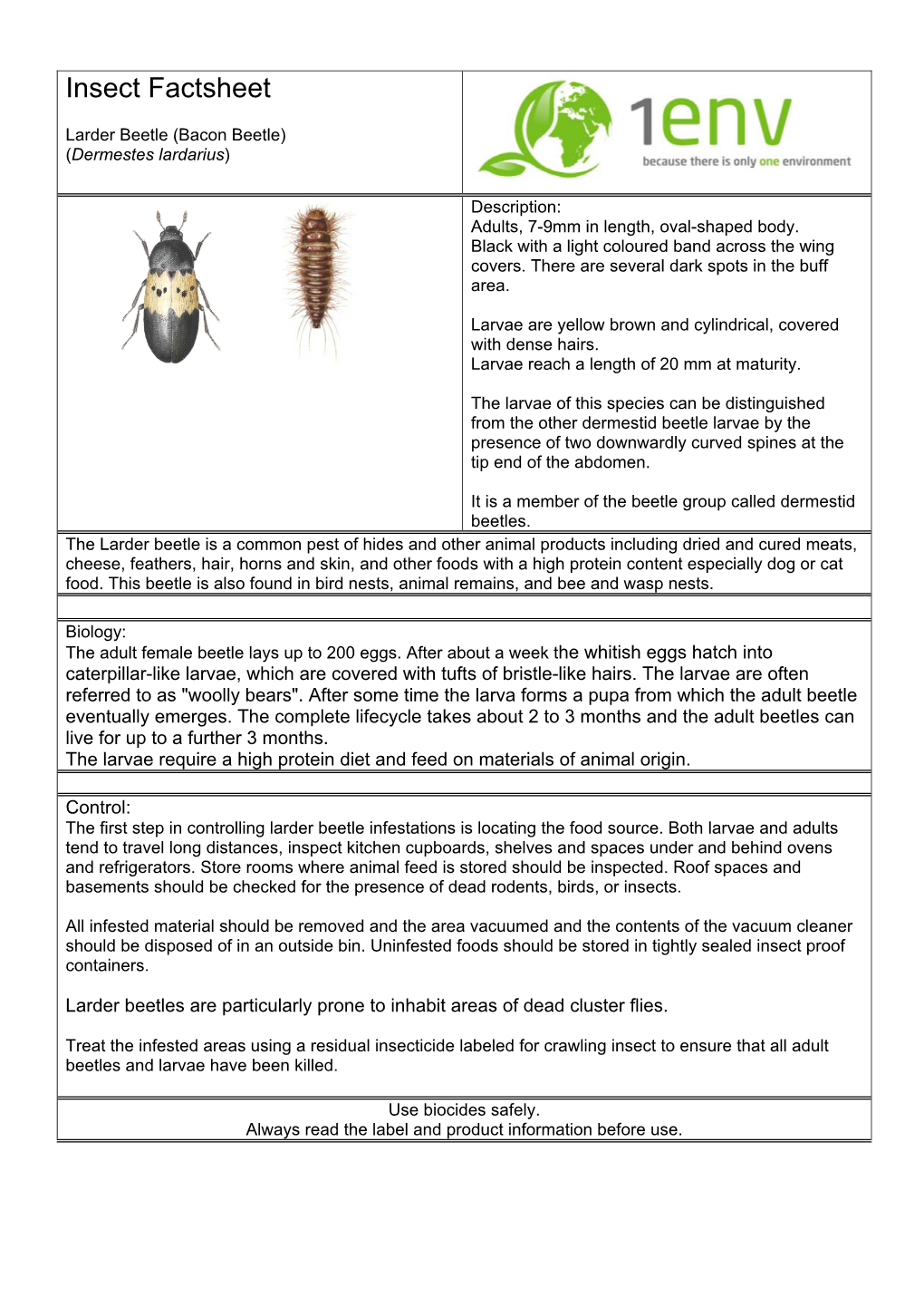 Larder Beetle (Bacon Beetle) (Dermestes Lardarius)