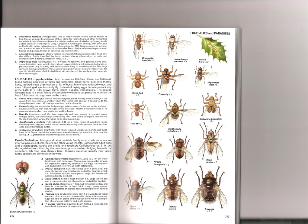 X1.5 FRUIT-FLIES and PARASITES Family Tachinidae. a Large And