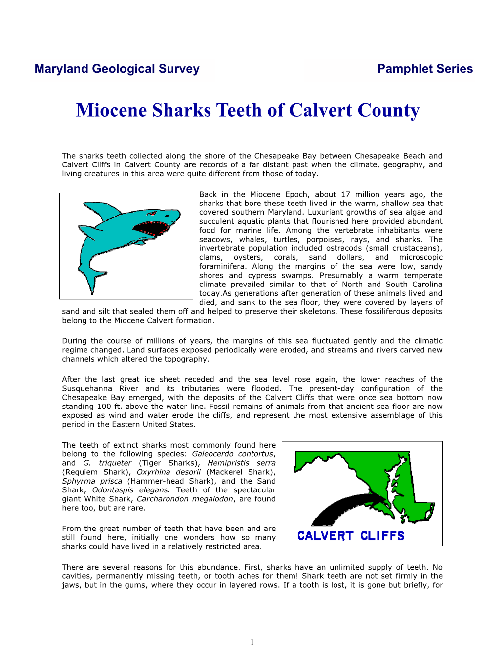 Miocene Sharks Teeth of Calvert County