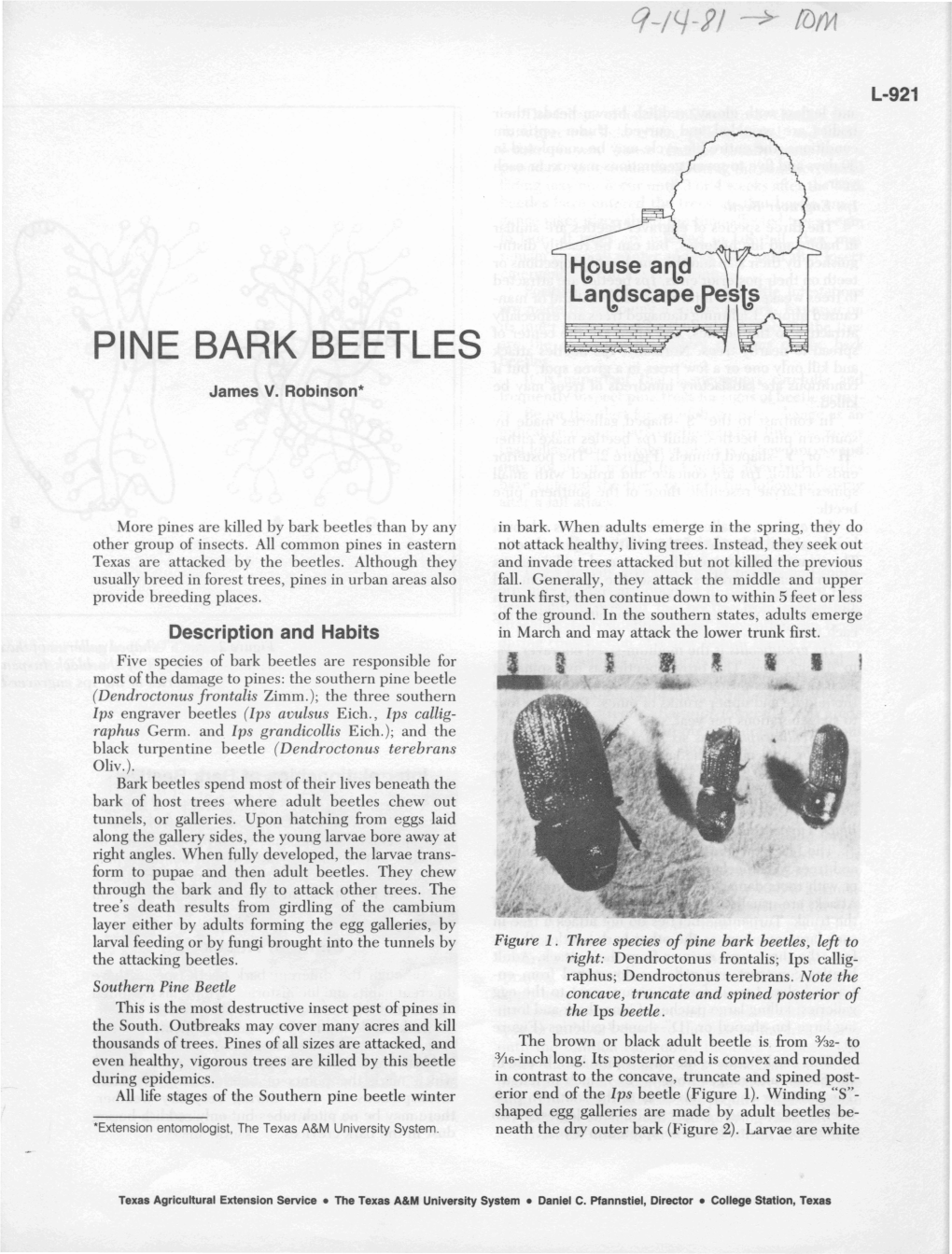 Pi E Bark Beetles