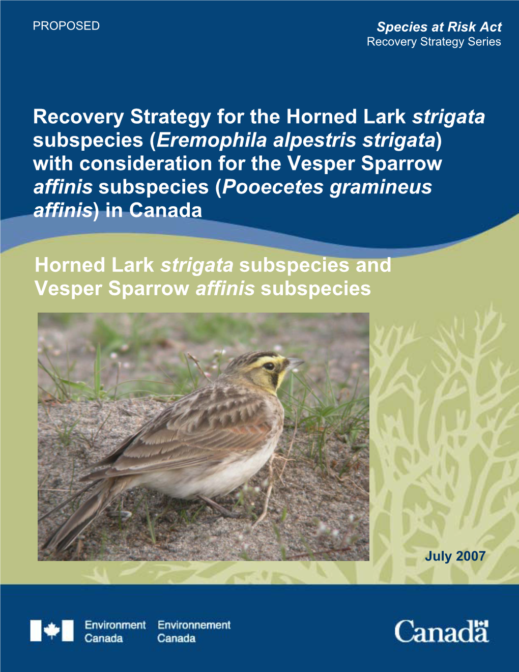 Recovery Strategy for the Horned Lark Strigata Subspecies