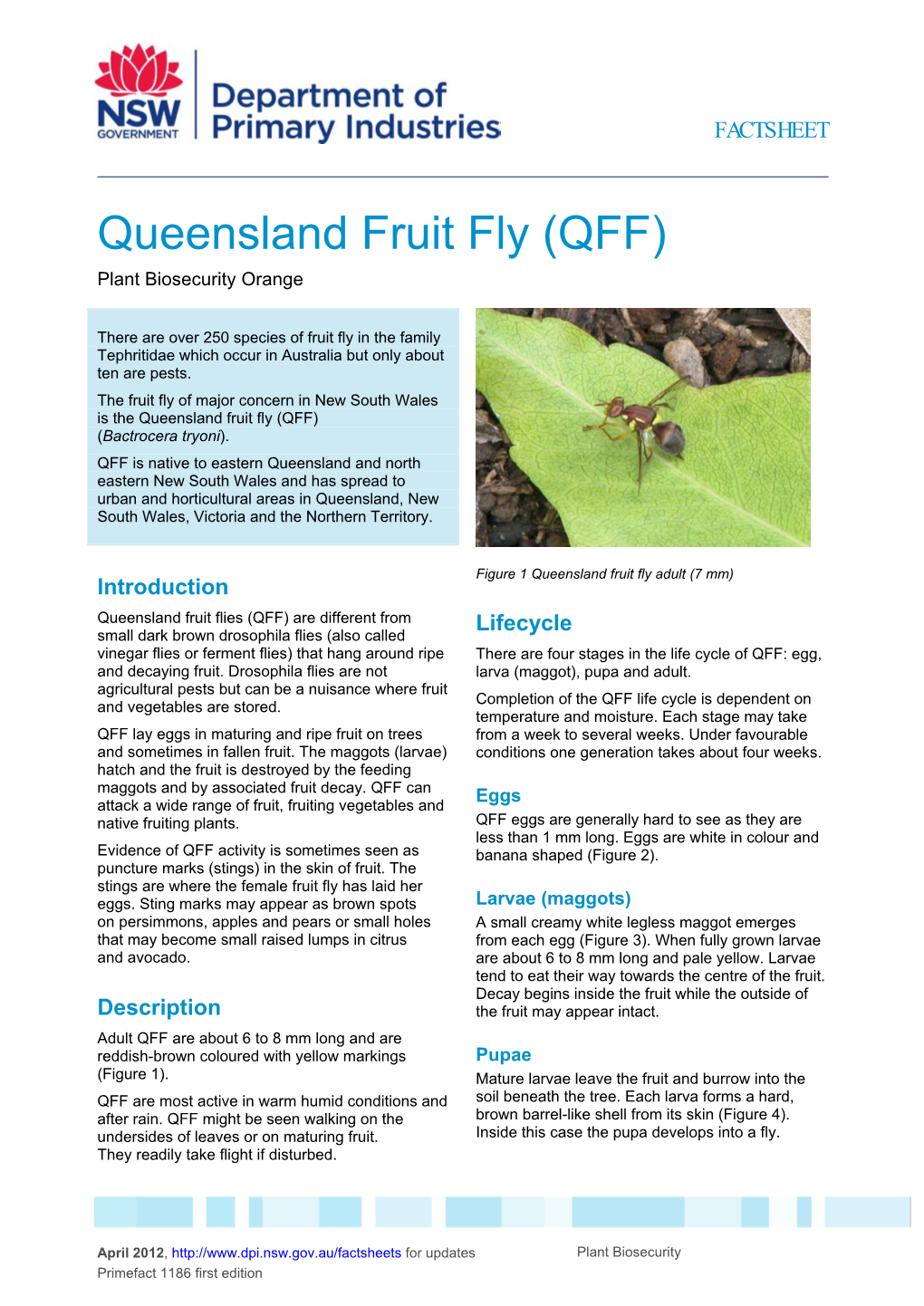Queensland Fruit Fly (QFF) Plant Biosecurity Orange