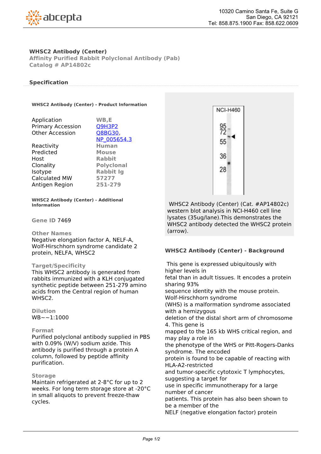 WHSC2 Antibody (Center) Affinity Purified Rabbit Polyclonal Antibody (Pab) Catalog # Ap14802c