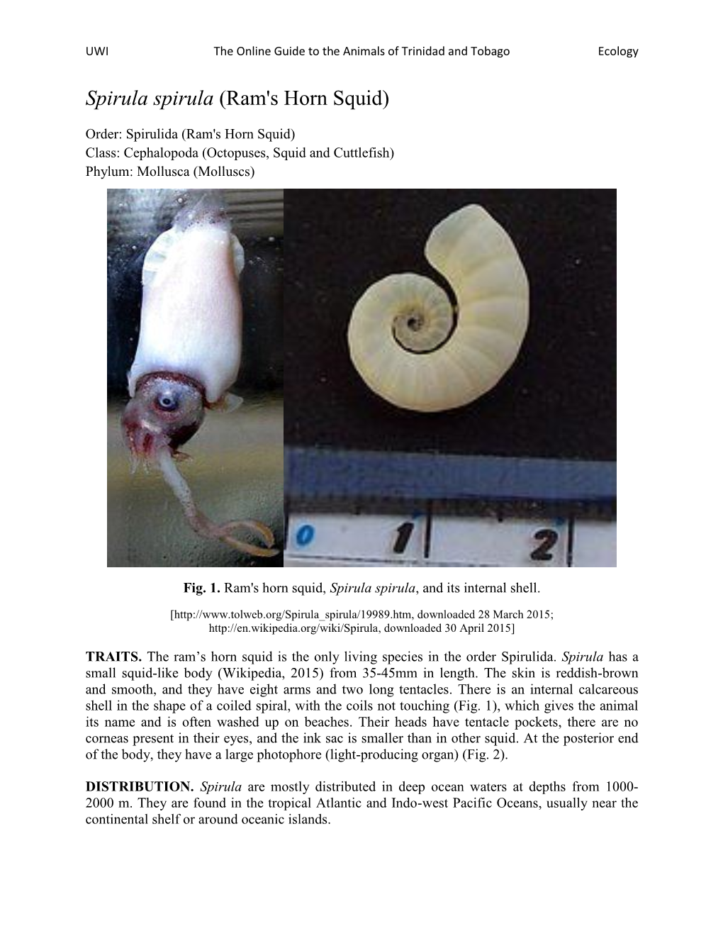 Spirula Spirula (Ram's Horn Squid)