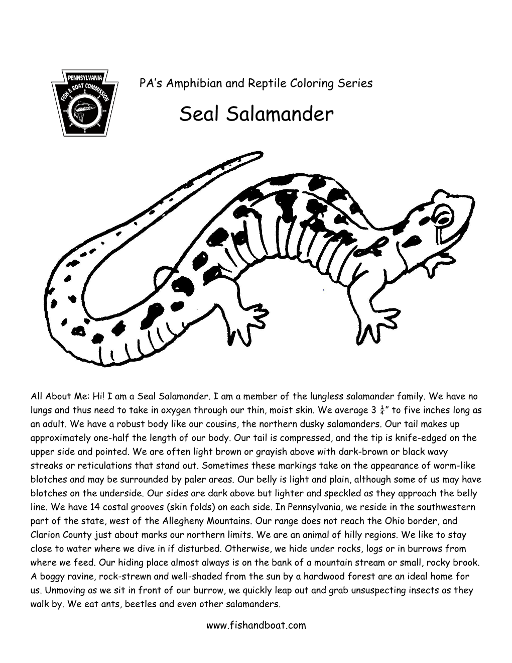 Seal Salamander