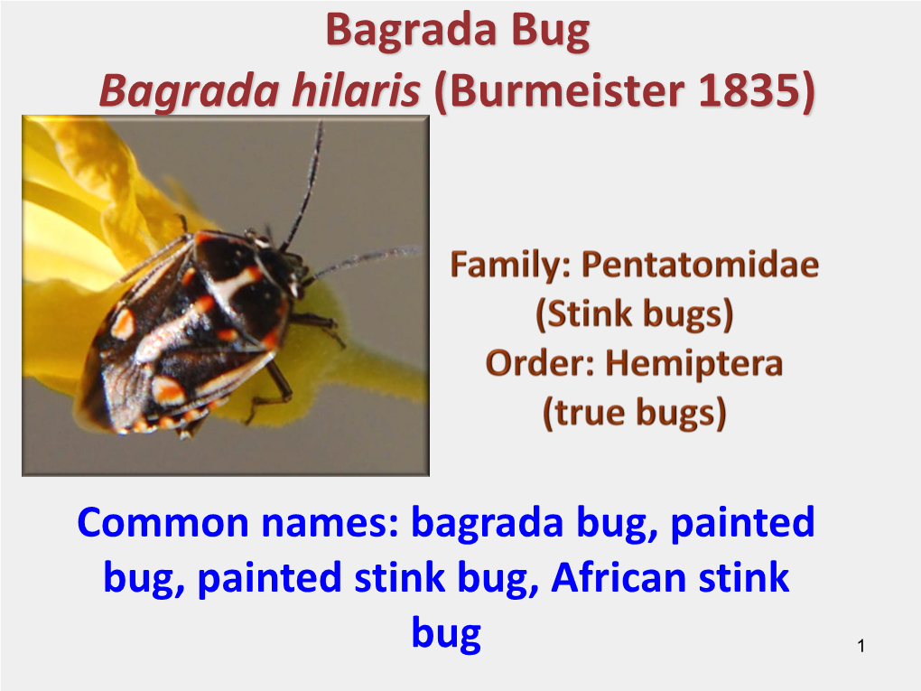 The Bagrada Bug