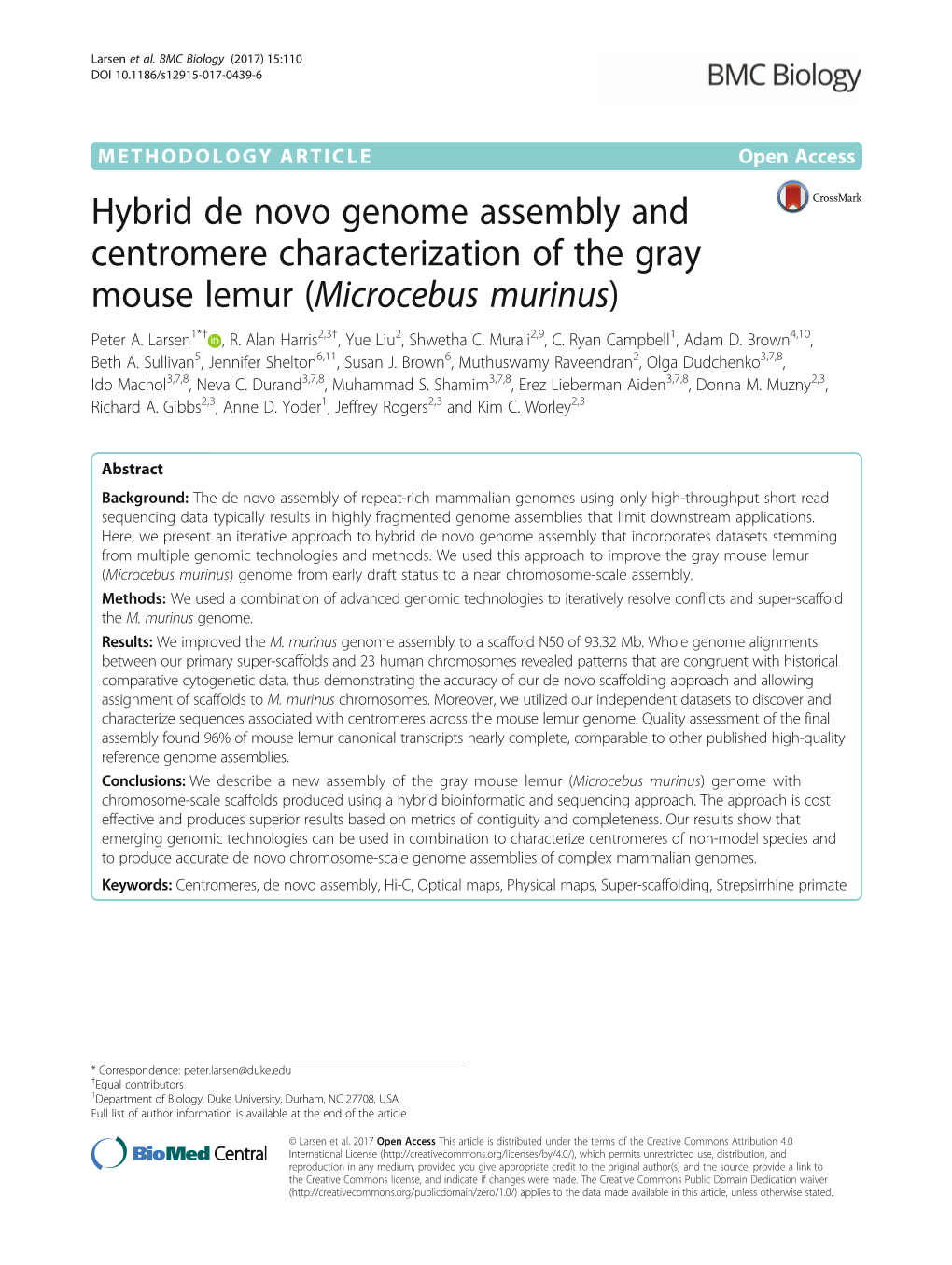 Hybrid De Novo Genome Assembly and Centromere Characterization of the Gray Mouse Lemur (Microcebus Murinus) Peter A