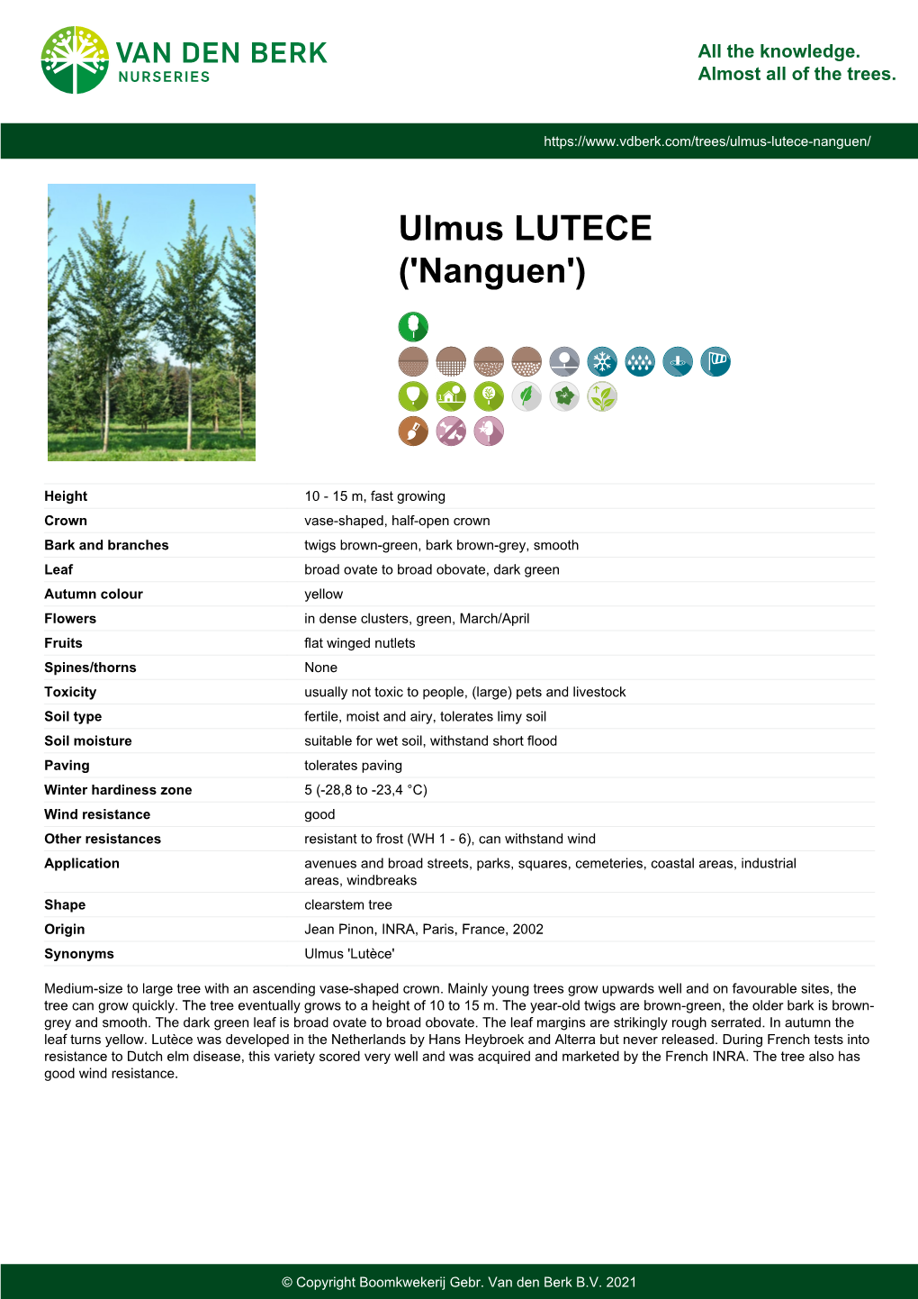 Ulmus LUTECE ('Nanguen')