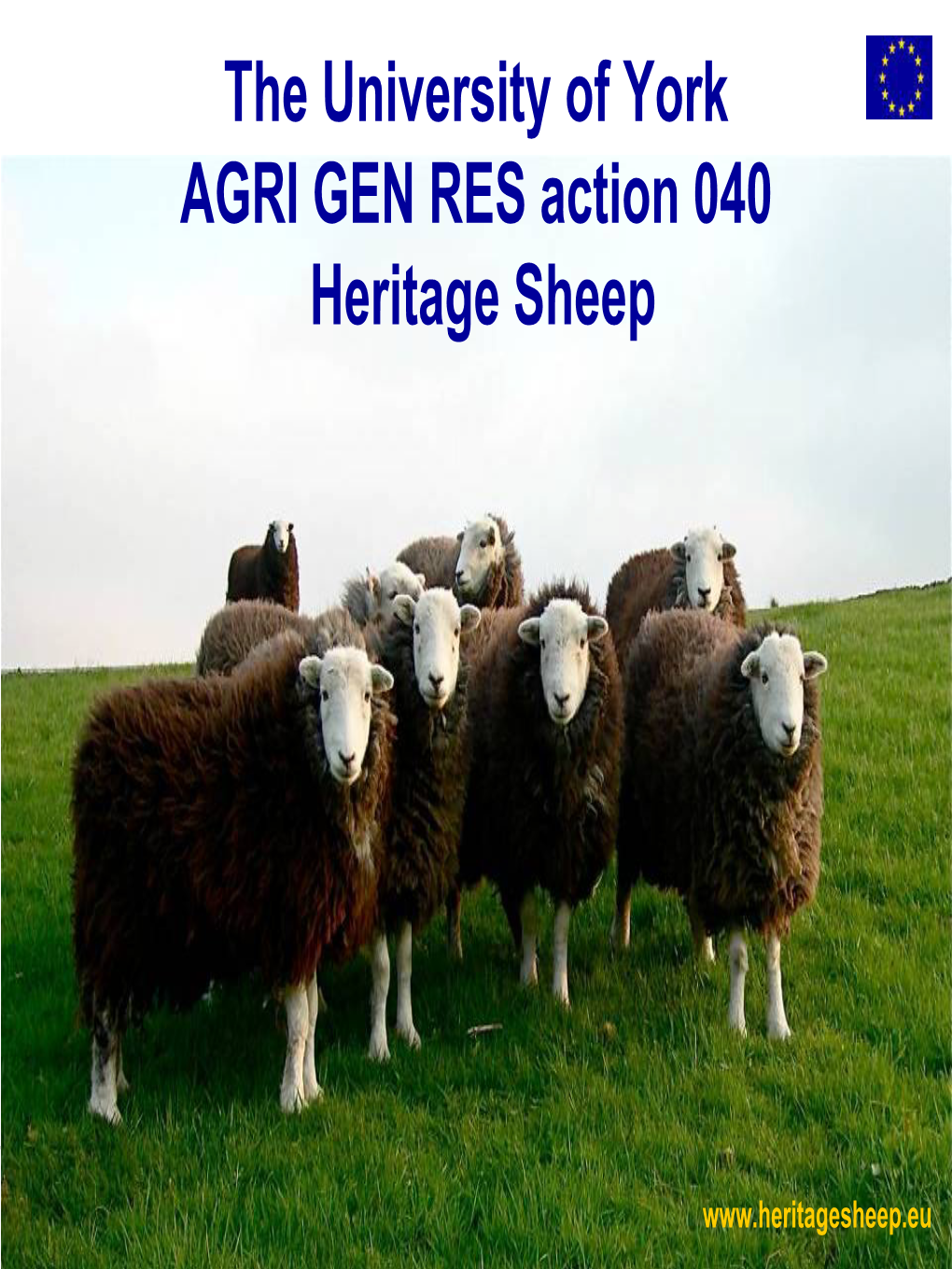 AGRI GEN RES 2006 Amsterdam May 2008 HERITAGE SHEEP