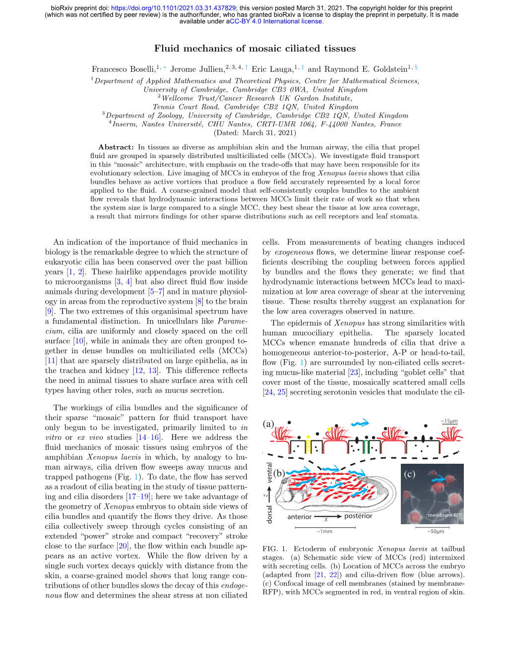 Fluid Mechanics of Mosaic Ciliated Tissues